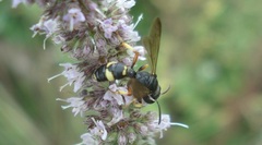 Cerceris rybyensis