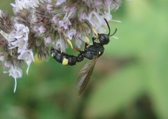 Cerceris rybyensis