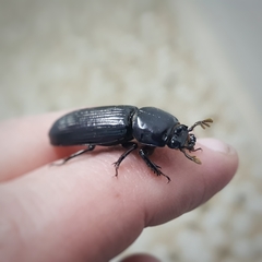 Aulacocyclus edentulus