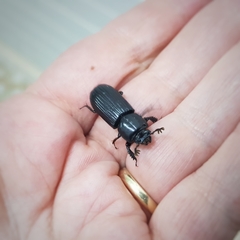 Aulacocyclus edentulus