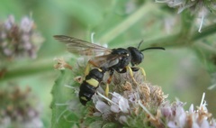 Cerceris rybyensis