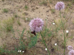 Zygaena filipendulae