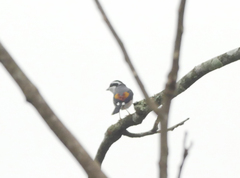 Pteruthius aeralatus