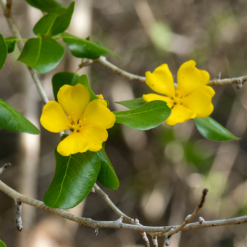 Hugonia longipes (Hugonia longipes)