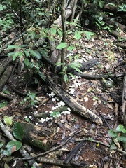 Marasmius pellucidus