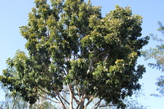 Swietenia mahagoni
