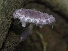 Coniolepiota spongodes
