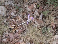 Colchicum montanum