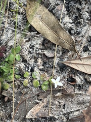 Houstonia procumbens
