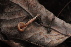 Cortinarius glandicolor