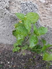 Galinsoga quadriradiata