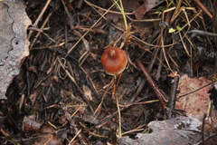 Cortinarius glandicolor