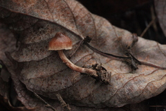 Cortinarius glandicolor