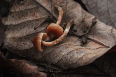 Cortinarius glandicolor
