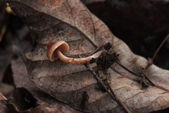 Cortinarius glandicolor