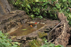 Liocichla ripponi