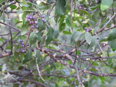 Aristotelia chilensis