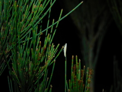 Eochrois callianassa