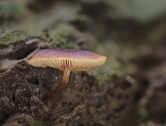 Gymnopilus dilepis