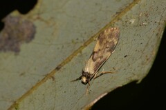 Philenora pteridopola