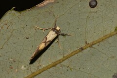 Philenora pteridopola