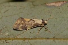 Philenora pteridopola