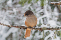 Perisoreus infaustus