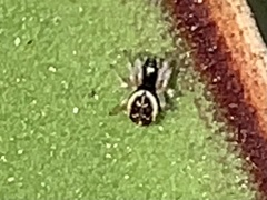 Frontinella pyramitela