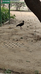 Pseudibis papillosa