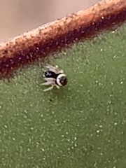 Frontinella pyramitela