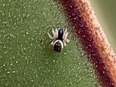 Frontinella pyramitela