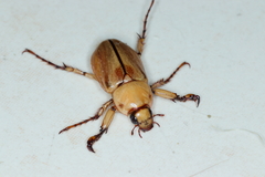 Cyclocephala