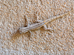Lygodactylus