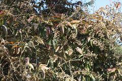 Lagerstroemia speciosa