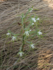 Bonatea porrecta