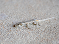 Lygodactylus