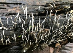 Xylaria filiformis