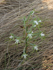 Bonatea porrecta