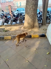 Macaca mulatta