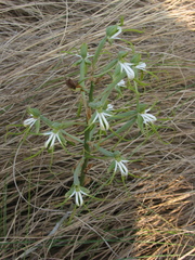 Bonatea porrecta