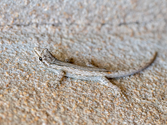 Lygodactylus