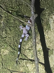 Hemidactylus coalescens