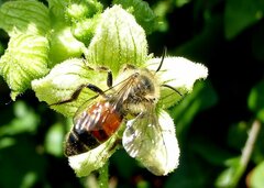 Andrena florea