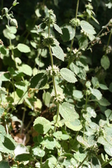 Marrubium