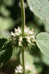 Marrubium
