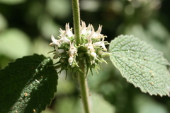 Marrubium
