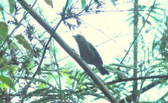 Trichothraupis melanops