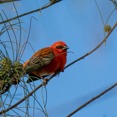 Foudia madagascariensis