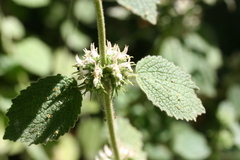 Marrubium