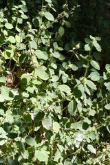 Marrubium